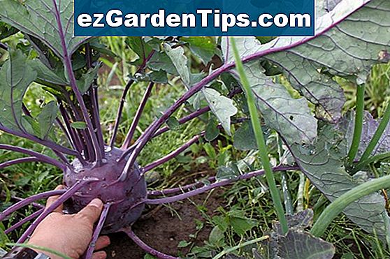 Как да отглеждаме зеленчуци в засенчени райони