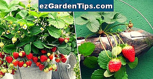 Как да засадите ягоди в Алабама
