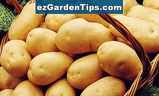 Как да стартирате картофи за семена