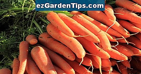 Как да започнете семена от моркови на закрито
