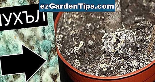 Как да се отървете от мухъл в растителна почва