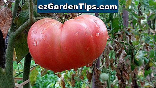Големи сортове домати