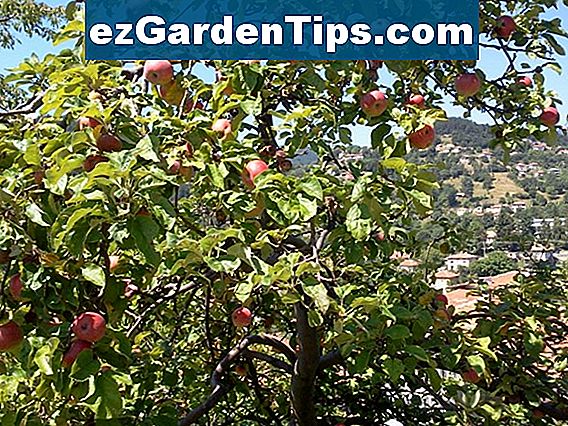 Как да засадите ябълково дърво Fuji