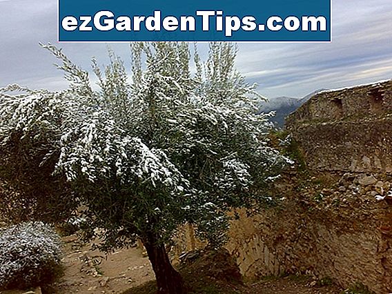 Как да наторявате маслиново дърво