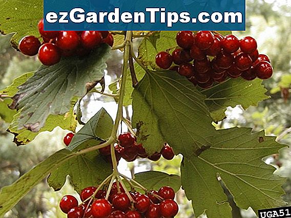 Highbush Cranberry Diseases