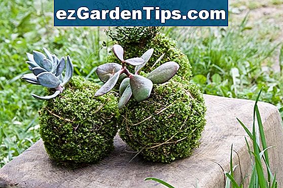 Jak se starat o mini chryzantému