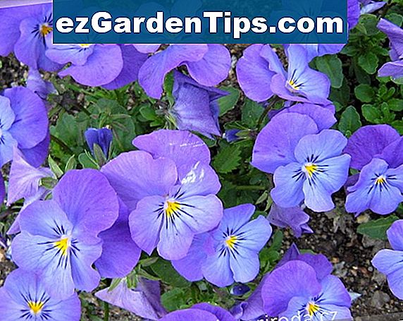 Rostliny, které mají modré květy