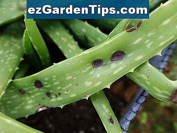 Aloe Plant Disease