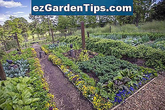 Arkansas Vegetable Garden Interplanting Information