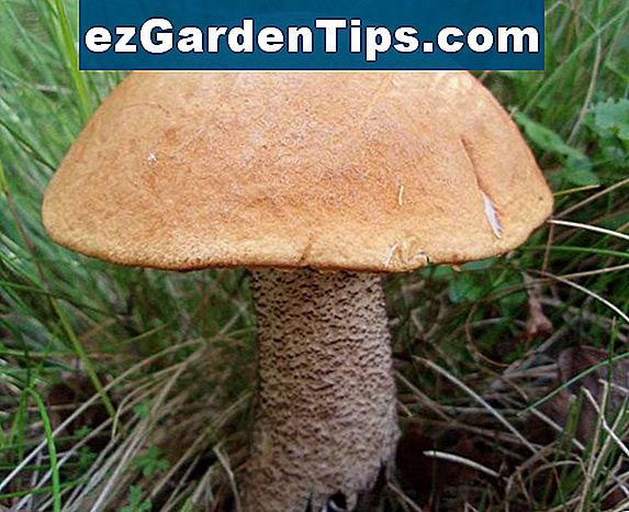 Fakta o houby houby