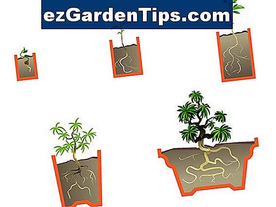 Jak pěstovat stromy Mimosa v chladném podnebí