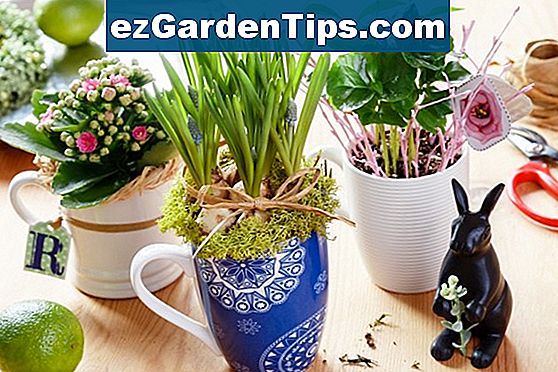 Jak zasadit květinářství Hydrangea