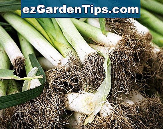 Jak pěstovat cibule česneku