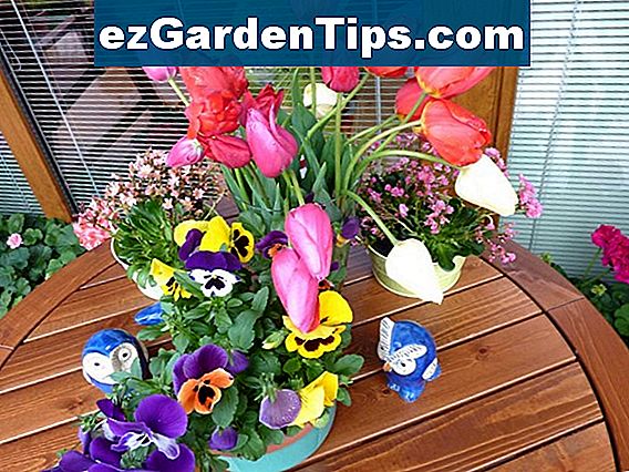 Jak zasadit tulipány v květináči