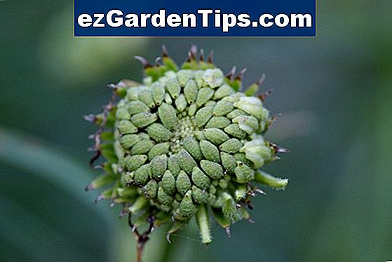 Jak sbírat semena od Geraniums