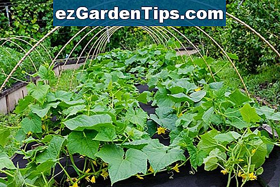 Jak používat hnojivo v zahradě
