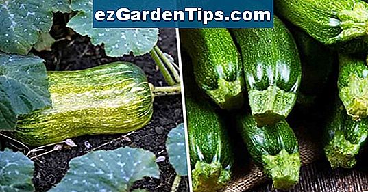 Zucchini Containing Gardening