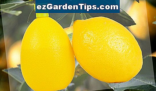 Jak zvýšit citronový strom Eureka