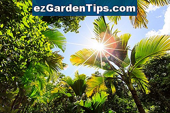 Hogyan ültesse át a trópusi növényeket?