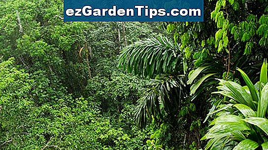 Piante che vivono nella foresta pluviale tropicale