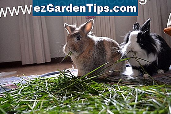 Fiori che i conigli non mangiano in giardino