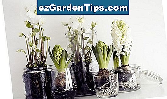 Come piantare giacinti in vaso