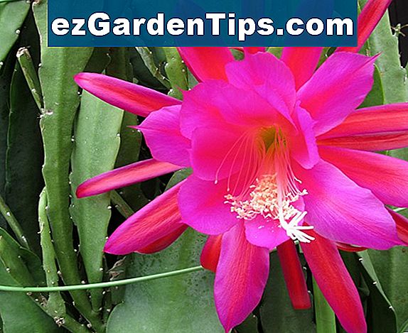 Informazioni sulle piante di cactus di orchidea