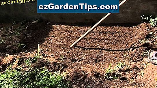 Come piantare i set di cipolle invernali