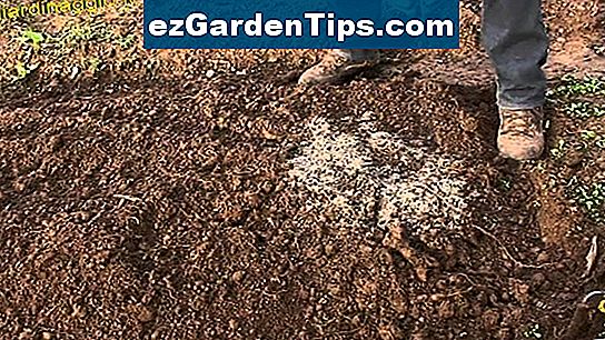 Come coltivare le fave nei vasi del suolo