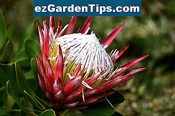 Come coltivare Protea
