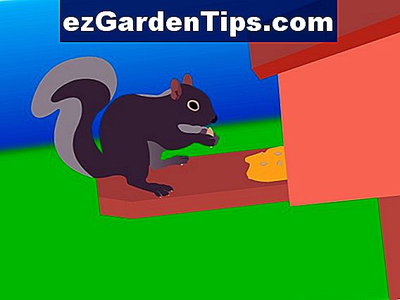 Come fare un repellente per scoiattoli da giardino