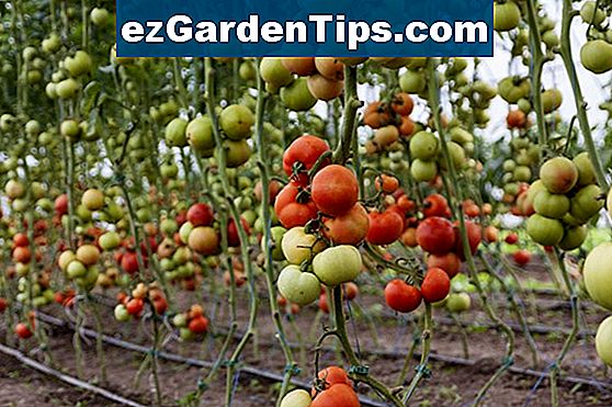 Come piantare fragole con piante di pomodoro