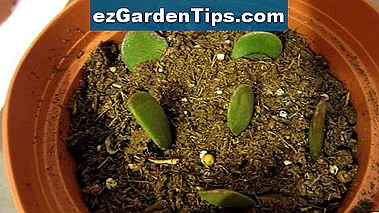 Jade Plant Water Care