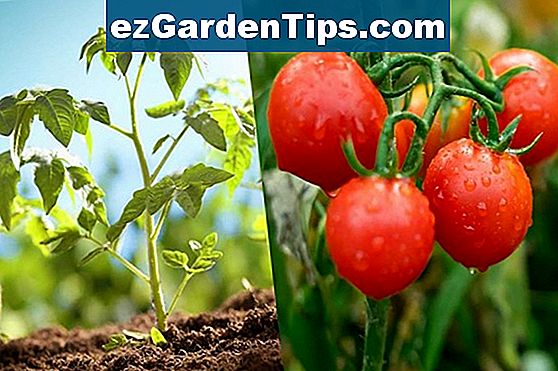 Come coltivare i pomodori succosi e saporiti