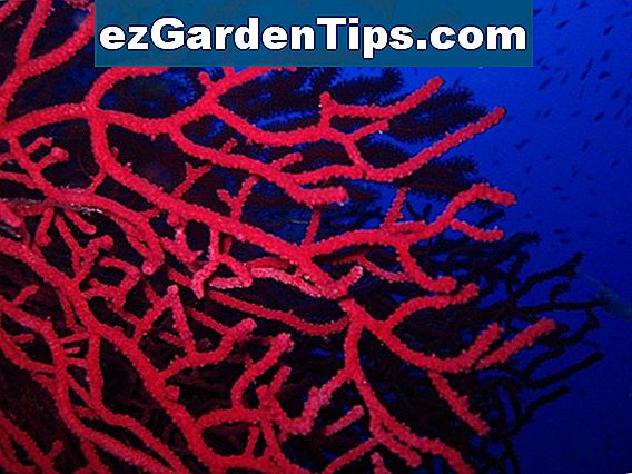 Che cos'è il corallo di bambù rosso?