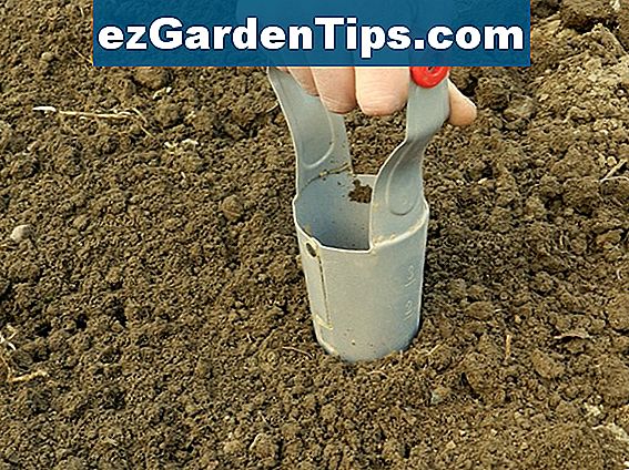 Come scavare piante di yucca