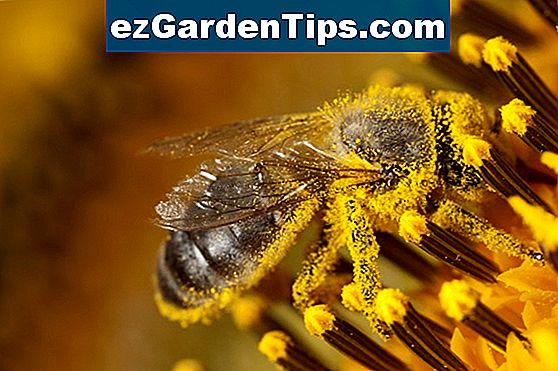 Come rimuovere le macchie di polline di giglio