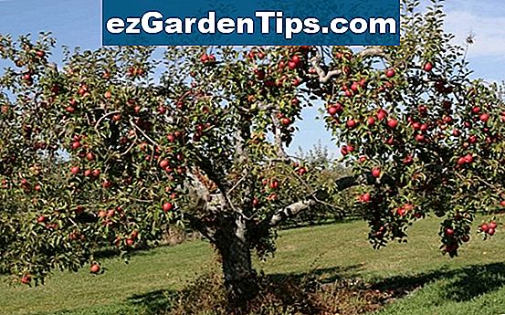 Come potare gli alberi di mele in California