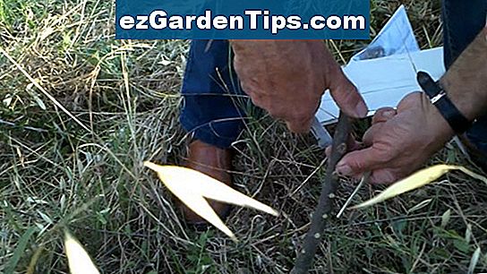 Come potare un bonsai di giada