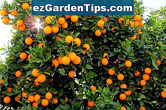 Alberi di fioritura arancio della Florida