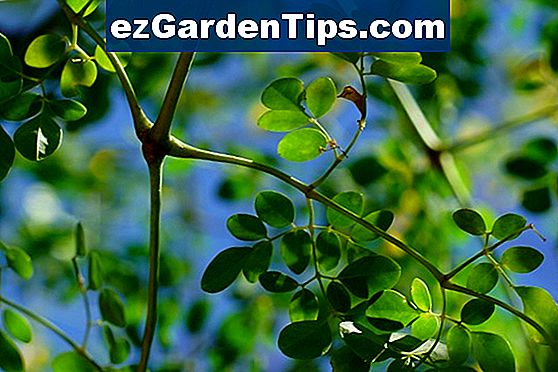 Che cos'è la Moringa Oleifera?