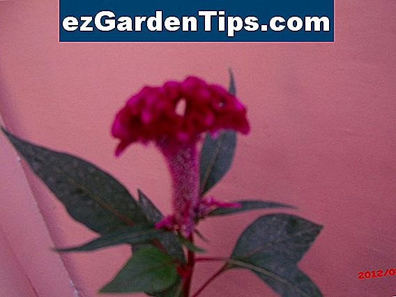 フィリピンの花のリスト ヒント庭師 Ja Ezgardentips Com