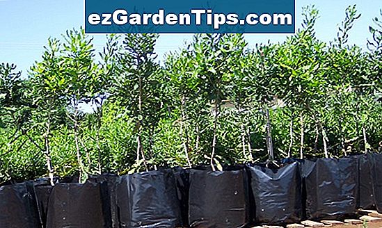 ヘムロックの木を育てる方法 ヒント庭師 Ja Ezgardentips Com