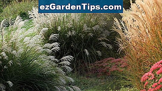 Ka Audzet Vasaras Skvosu 9 Zona Tips Darznieki Lv Ezgardentips Com