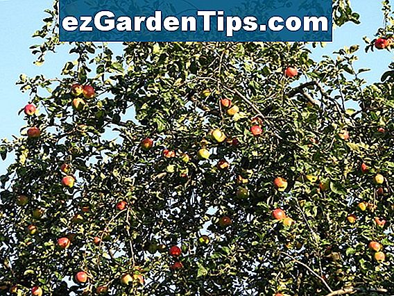 Kā stādīt augļu kokus no sēklām