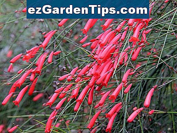 Como crescer Firecracker Plant 🌱 Dicas Jardineiros - Pt.ezGardenTips.com