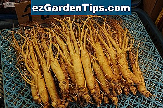 como-preparar-a-raiz-de-ginseng-dicas-jardineiros-pt-ezgardentips