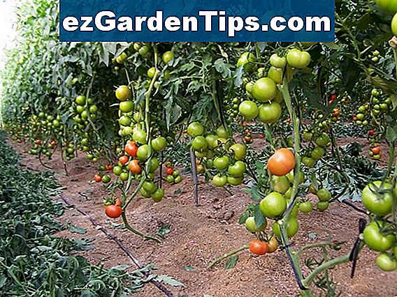 Partes Da Planta De Tomate Dicas Jardineiros Pt Ezgardentips Com